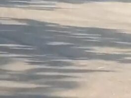 गुरुग्राम में बाजार के बीच खतरनाक हरकत, कुत्तों के पीछे दौड़ाई कार का VIDEO वायरल Gurugram,