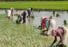 पंचायती भूमि पट्टे पर लेने के नए नियम: रोहतक में स्वयं सहायता समूहों की महिलाओं को मिलेगा लाभ, डेयरी व्यवसाय शुरू कर सकेंगी Rohtak News