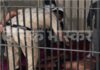 हिसार में पुलिस कस्टडी में युवक की मौत, न्यायिक जांच की प्रक्रिया शुरू Hisar News