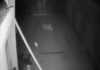 पंचकूला में पिटबुल ने तेंदुए पर किया हमला, CCTV में कैद हुई घटना; 5 कुत्तों के गायब होने के बाद हुआ खुलासा CCTV Footage