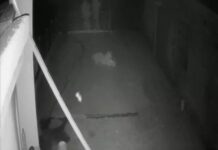 पंचकूला में पिटबुल ने तेंदुए पर किया हमला, CCTV में कैद हुई घटना; 5 कुत्तों के गायब होने के बाद हुआ खुलासा CCTV Footage