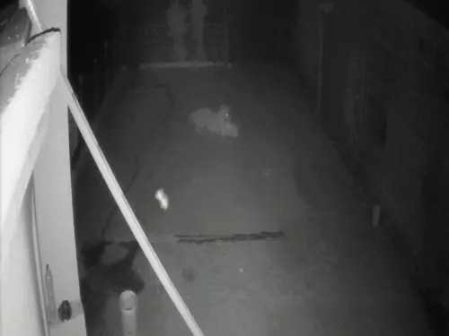 CCTV Footage
