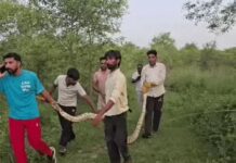 15 फीट के अजगर ने निगली जिंदा बकरी, रेस्क्यू के दौरान उगला शिकार Python Rescue