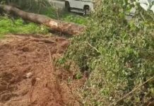रेवाड़ी में सरकारी जमीन से पेड़ उखाड़ने पर विवाद, वन विभाग और ठेकेदार में तीखी बहस; ₹1.52 लाख का जुर्माना Haryana Update
