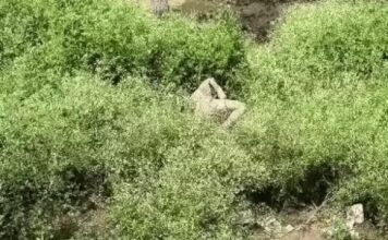 यमुनानगर हाईवे किनारे युवक का शव मिलने से सनसनी, पहचान और मौत के कारणों की जांच शुरू Yamunanagar News,
