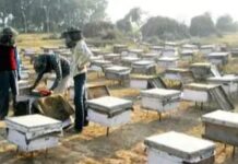महेंद्रगढ़ में मधुमक्खी पालक के 232 बॉक्स चोरी: 325 बॉक्स में जहर मिलाया, भाई और साले की मौत के बाद गांव गया था Mahendragarh
