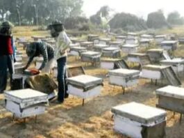 महेंद्रगढ़ में मधुमक्खी पालक के 232 बॉक्स चोरी: 325 बॉक्स में जहर मिलाया, भाई और साले की मौत के बाद गांव गया था Mahendragarh
