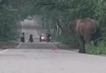 हरियाणा में जंगल से बाहर आए हाथी और तेंदुआ, VIDEO: हाईवे पर 20 मिनट जाम, ट्यूबवेल की छत पर दिखा लैपर्ड Yamunanagar News,