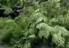 हरियाणा में मौसम ने बदला मिजाज, बारिश और तेज हवाओं से मिली गर्मी से राहत Haryana Weather