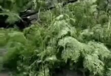 हरियाणा में मौसम ने बदला मिजाज, बारिश और तेज हवाओं से मिली गर्मी से राहत Haryana Weather