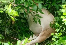 गुरुग्राम के गांव में दो तेंदुओं की दहशत, तीन मवेशियों का शिकार; रातभर पहरा दे रहे ग्रामीण Gurugram Leopard