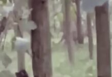 यमुनानगर में आबादी के बीच दिखा तेंदुआ, खेतों में घूमता VIDEO वायरल; वन विभाग ने जारी की एडवाइजरी Yamunanagar News
