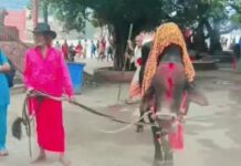 हरिद्वार से हरियाणा के कांवड़ियों के साथ पैदल लौट रहा नंदी, 400 किमी यात्रा के बाद होगा जलाभिषेक Kanwar Yatra