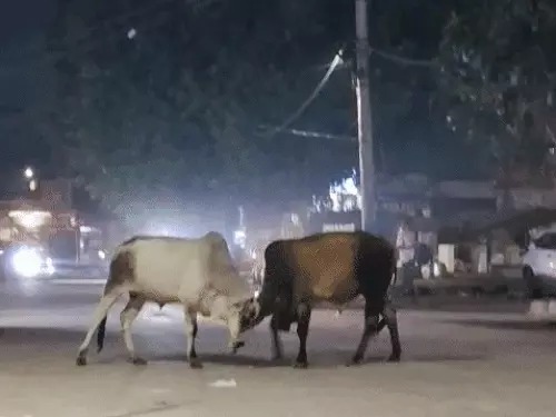 Stray Cattle