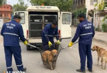 पंचकूला में डॉग कैचर वाहनों पर निगम की नजर, GPS से होगी हर मूवमेंट की निगरानी PanchkulaMunicipalCorporation