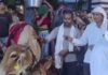 हरियाणा में बछड़े के जन्म पर अनोखा जश्न, 1 हजार लोगों को भोज; इंसानों की तरह हुआ कुआं पूजन Haryana News