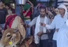 हरियाणा में बछड़े के जन्म पर अनोखा जश्न, 1 हजार लोगों को भोज; इंसानों की तरह हुआ कुआं पूजन Haryana News