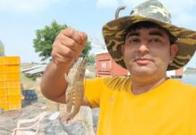 झज्जर में खारे पानी वाली जमीन से किसान ने बनाई कमाई की राह, 2 हेक्टेयर में झींगा पालन से 20 टन तक उत्पादन Jhajjar Shrimp Farming