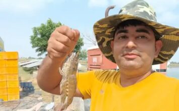 झज्जर में खारे पानी वाली जमीन से किसान ने बनाई कमाई की राह, 2 हेक्टेयर में झींगा पालन से 20 टन तक उत्पादन Jhajjar Shrimp Farming