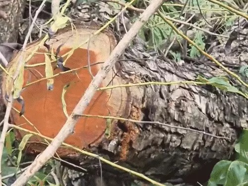 Panchkula Forest