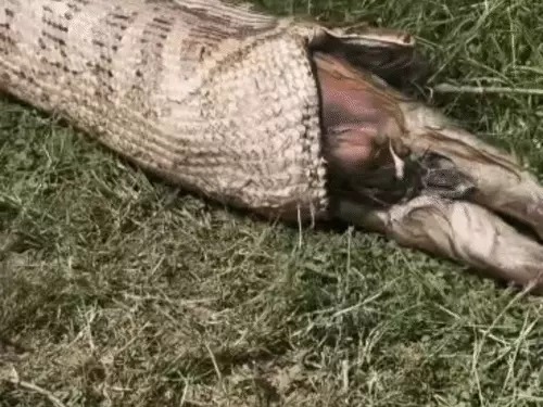 Yamunanagar Python Rescue