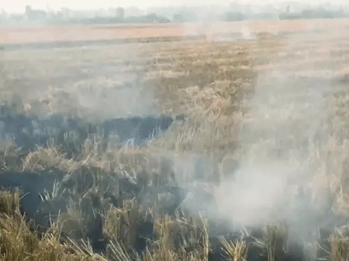 Ambala Stubble Burning Ban