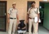 बरवाला में घर से मोबाइल व बैंक दस्तावेज चोरी का आरोपी गिरफ्तार Barwala Theft Case