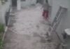 पानीपत में बंदरों का आतंक, युवती के सिर पर कूदा बंदर; गिरने से टूटा दांत, बाबरपुर मंडी में कई लोगों पर हमले का दावा Panipat Monkey Attack