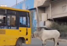 रोहतक में बेकाबू सांड ने स्कूल बस-बाइक को मारी टक्कर, स्कूटी सवार के पीछे दौड़ा; पुराना बस स्टैंड पर मची अफरा-तफरी Rohtak Bull Incident
