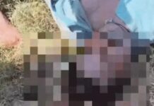 रोहतक में दोस्तों संग नहर में नहाने गया 23 वर्षीय युवक डूबा, रातभर चला सर्च ऑपरेशन; काहनौर हेड के पास मिला शव Rohtak Canal Accident