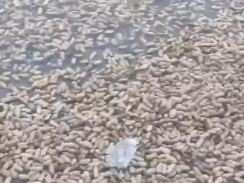 Haryana Rain