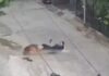 रोहतक में सड़क पर युवती पर कुत्ते का हमला, दोनों पैरों पर काटा; CCTV में कैद हुई घटना Rohtak Dog Attack