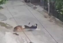 रोहतक में सड़क पर युवती पर कुत्ते का हमला, दोनों पैरों पर काटा; CCTV में कैद हुई घटना Rohtak Dog Attack