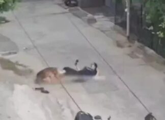 रोहतक में सड़क पर युवती पर कुत्ते का हमला, दोनों पैरों पर काटा; CCTV में कैद हुई घटना Rohtak Dog Attack