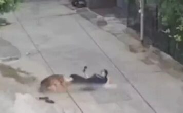 रोहतक में सड़क पर युवती पर कुत्ते का हमला, दोनों पैरों पर काटा; CCTV में कैद हुई घटना Rohtak Dog Attack