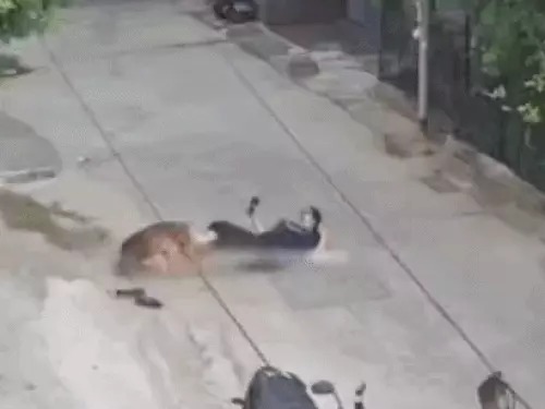 Rohtak Dog Attack