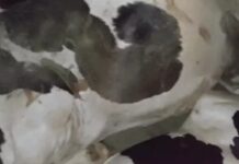 करनाल में 152-डी हाईवे पर गोवंश से भरा कैंटर पकड़ा, चालक समेत दो गिरफ्तार; एक गाय मृत मिली Karnal News