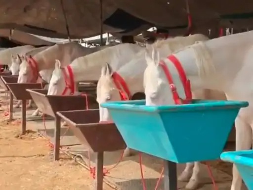 Beri Animal Fair