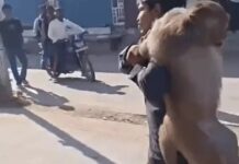बंदर पकड़ने पर 51 हजार का इनाम, पकड़ने के बाद मारपीट और टंकी से फेंकने के वीडियो वायरल Palwal News