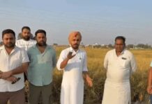 फर्जी धान बिक्री का मामला: पोर्टल पर जोहड़ और मकान की छत पर दिखाई फसल, 32 लाख का धान बेचने का आरोप Kurukshetra News
