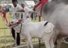 नंदी गौरव की करोड़ों में कीमत, किसान ने ठुकराए लाखों के ऑफर; बेटी सुरभि भी बनी आकर्षण Haryana Bull Gaurav