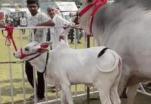 नंदी गौरव की करोड़ों में कीमत, किसान ने ठुकराए लाखों के ऑफर; बेटी सुरभि भी बनी आकर्षण Haryana Bull Gaurav
