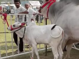 नंदी गौरव की करोड़ों में कीमत, किसान ने ठुकराए लाखों के ऑफर; बेटी सुरभि भी बनी आकर्षण Haryana Bull Gaurav