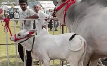 नंदी गौरव की करोड़ों में कीमत, किसान ने ठुकराए लाखों के ऑफर; बेटी सुरभि भी बनी आकर्षण Haryana Bull Gaurav