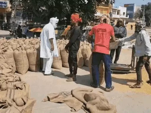 Haryana Paddy Procurement