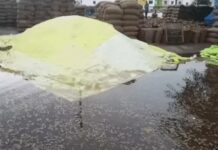 कैथल की मंडियों में बारिश से भीगा धान, खरीदी गई फसल में 1.77 लाख मीट्रिक टन का उठान बाकी Kaithal News